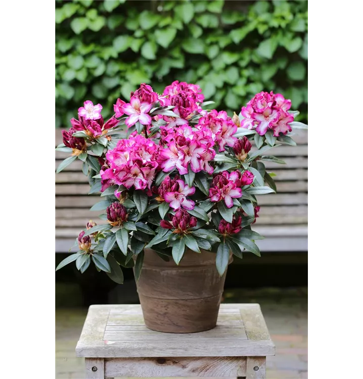 Rhododendron Hybr.'Hans Hachmann'®