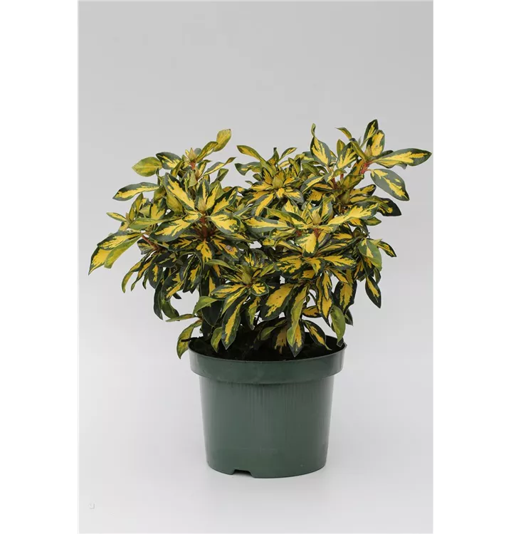 Rhododendron Hybride 'Blattgold'