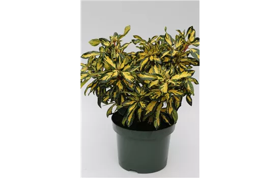 Rhododendron 'Blattgold'