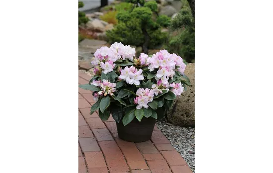 Rhododendron-Hybride 'Gomer Waterer'