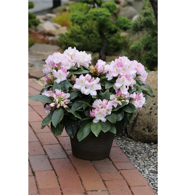 Rhododendron 'Gomer Waterer'