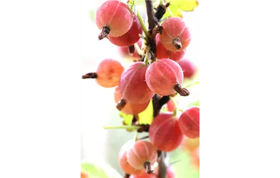 Ribes uva-crispa 'Hinnonmäki rot' CAC II