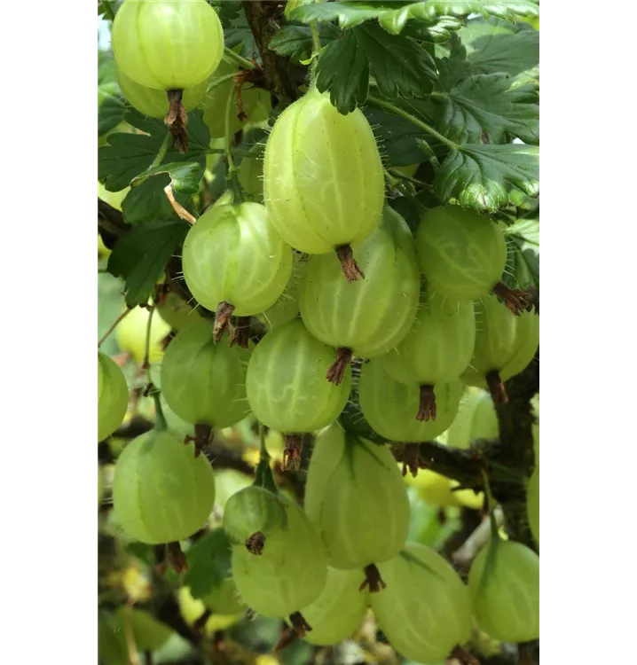 Ribes uva-crispa 'Karlin'