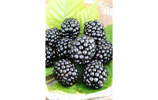 Rubus fruticosus 'Triple Crown'®