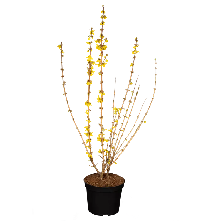 Forsythia x intermedia 'Goldrausch'