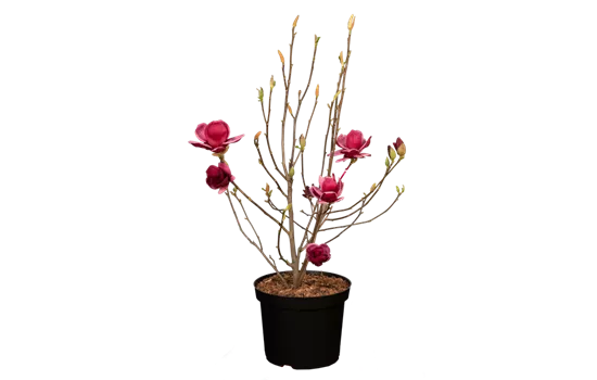 Magnolie 'Genie'®