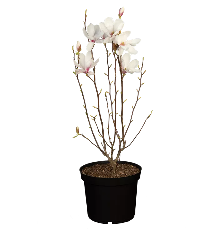 Magnolia x soulangiana