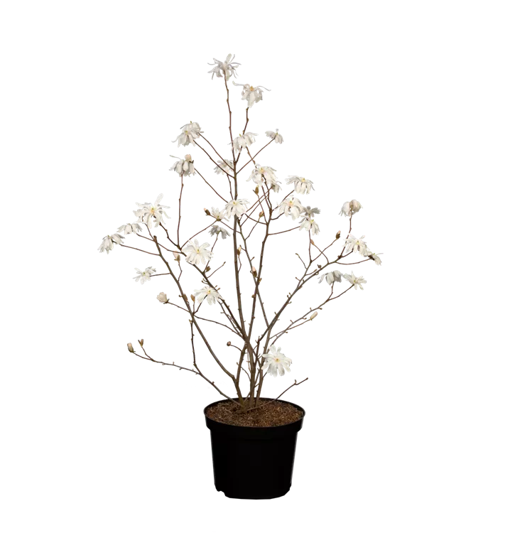 Magnolia stellata