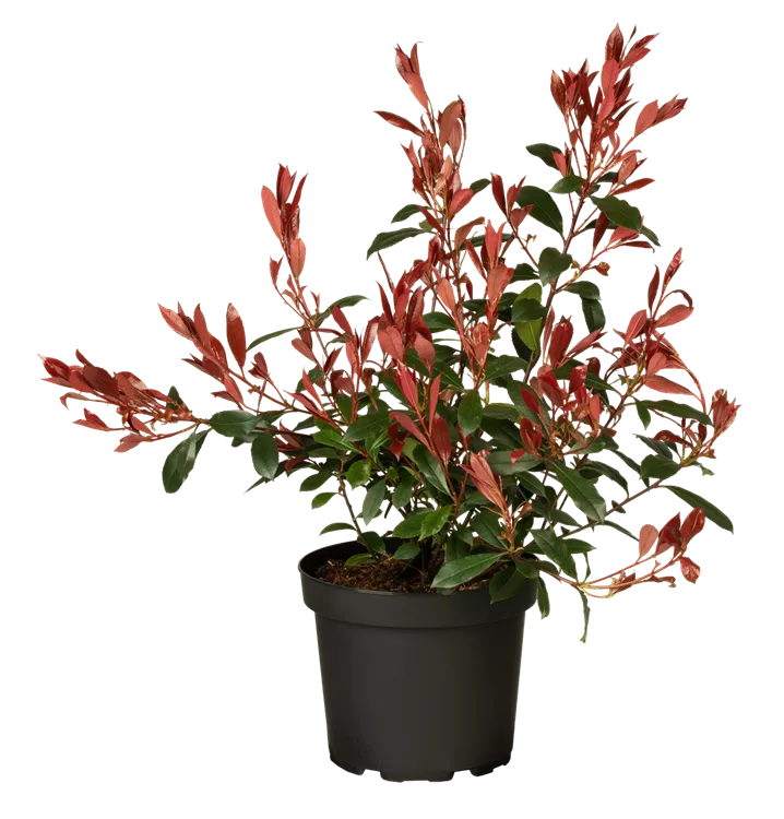 Photinia fraseri 'Carré Rouge'