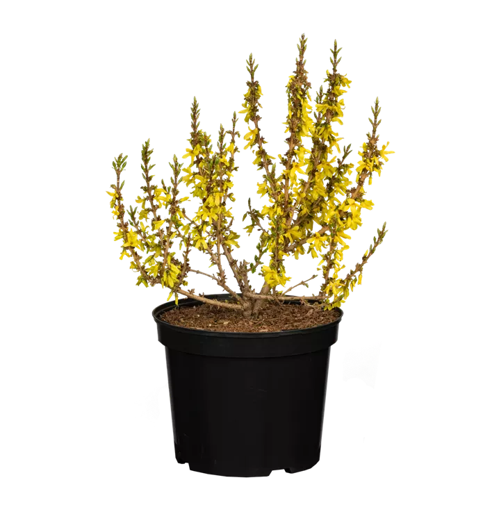 Forsythia x intermedia 'Mikador'®