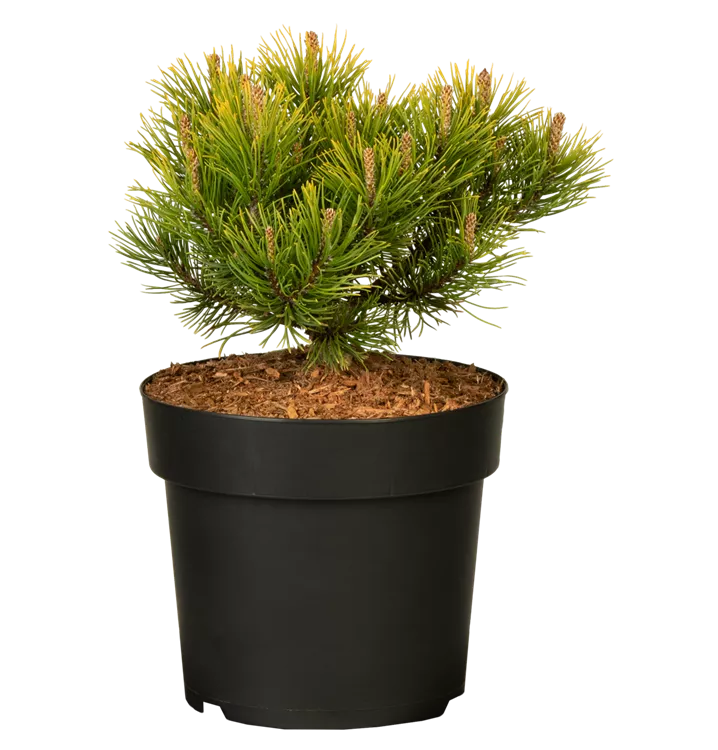 Pinus mugo 'Wintergold'