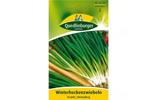 Winterheckenzwiebeln 'Freddy'