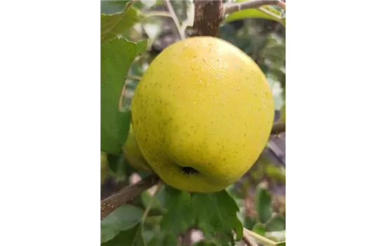 Apfel 'Ananasrenette'