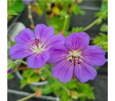 Geranium wallichianum 'Rozanne'®