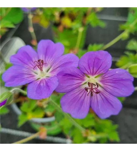 Geranium wallichianum 'Rozanne'®