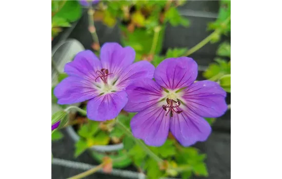 Geranium wallichianum 'Rozanne'®