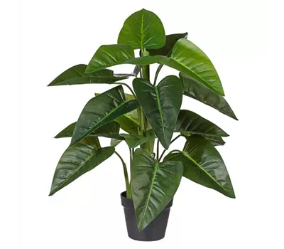 Philodendron ca 75cm grün