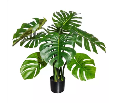 Splitphilodendron ca 90cm im Topf