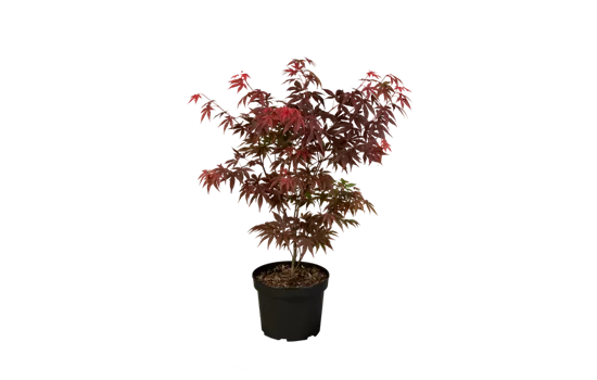 Roter Fächerahorn 'Atropurpureum'