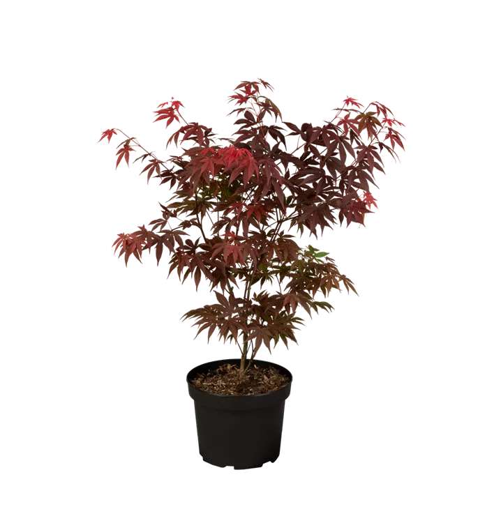 Acer palmatum 'Atropurpureum'