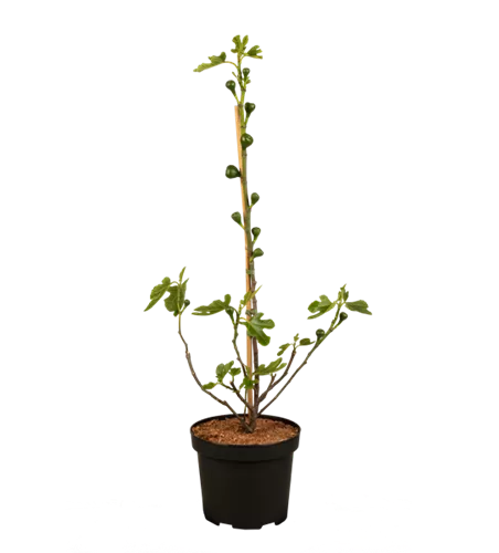 Feigenbaum 'Firoma'®