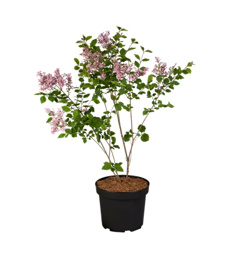 Syringa meyeri 'Dark Purple' -S- -Set-