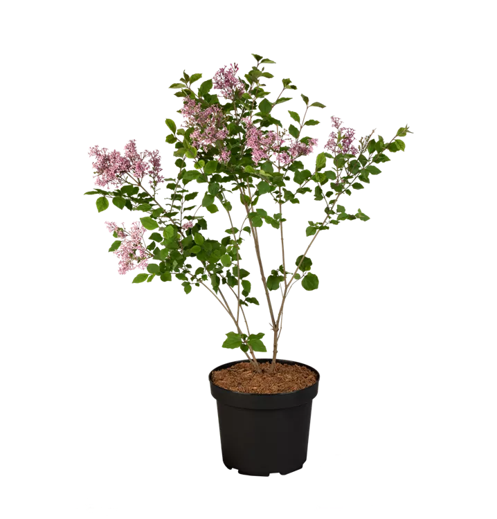 Syringa meyeri 'Dark Purple' -S- -Set-