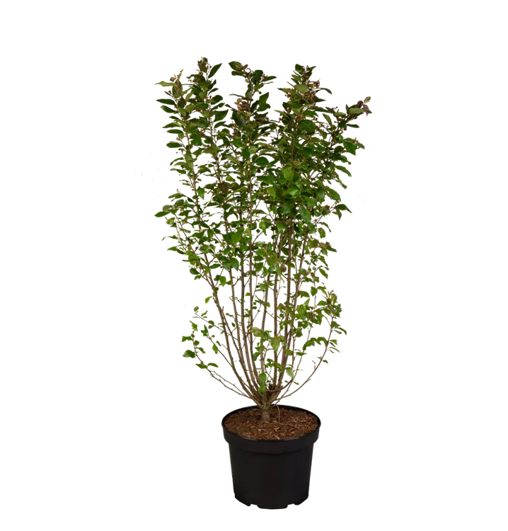 Cotoneaster lucidus