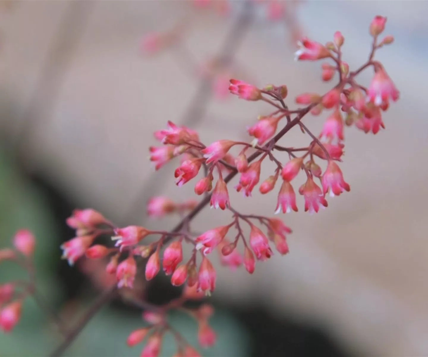 Echtes Purpurglöckchen (Heuchera)- Einpflanzen im Garten