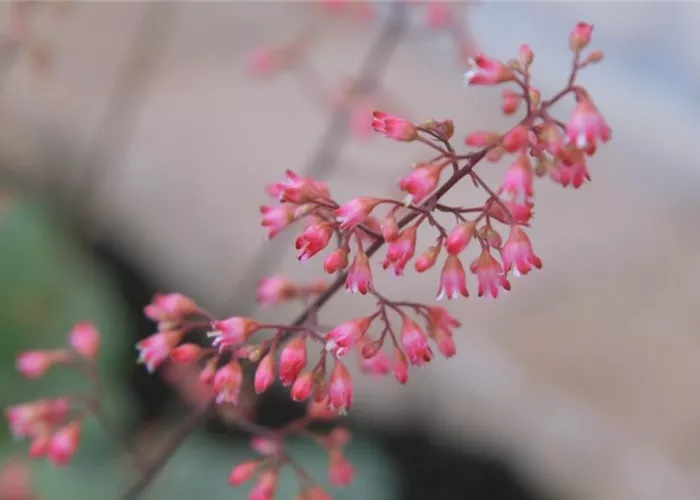 Echtes Purpurglöckchen (Heuchera)- Einpflanzen im Garten