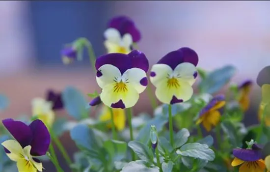 Wildes Stiefmütterchen - Einpflanzen im Garten 