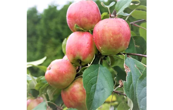 Apfel 'Gravensteiner'