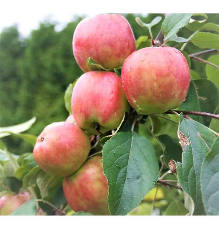 Malus domestica 'Gravensteiner'