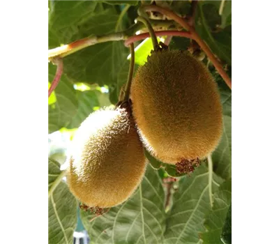 Kiwi (weiblich)