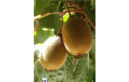 Kiwi (weiblich)