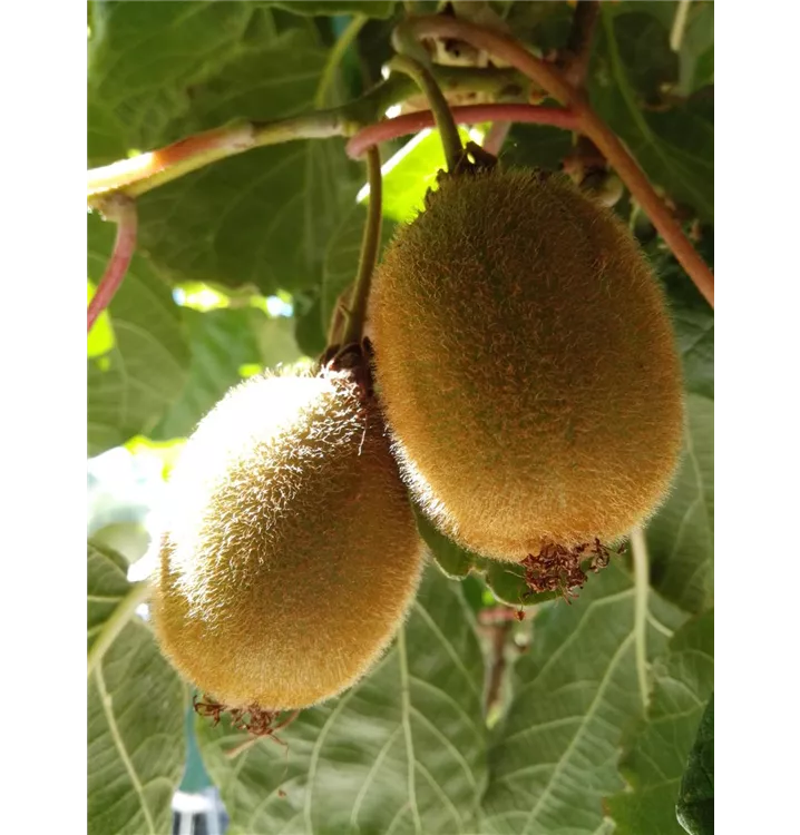 Actinidia chinensis 'Hayward'