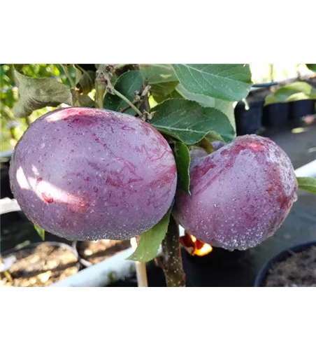 Apfel 'Blauer Kölner'