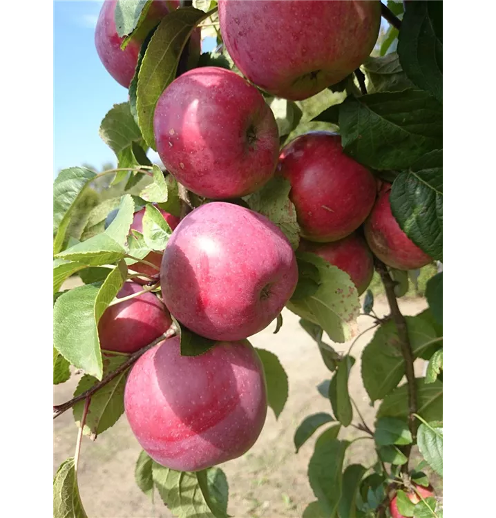 Malus domestica 'Jamba'