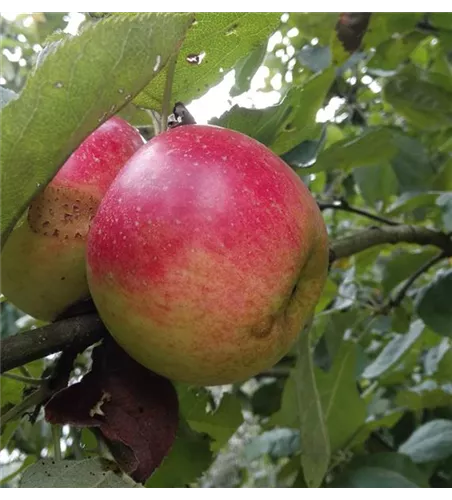 Apfel 'Juwel von Kirchwerder'