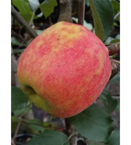 Apfel 'Karneval'®