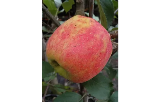 Apfel 'Karneval'®