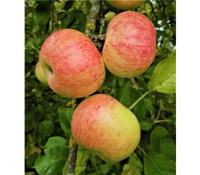 Apfel 'Dülmener Rosenapfel'