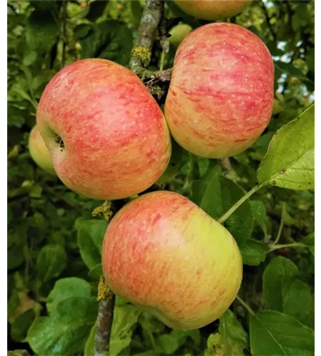 Apfel 'Dülmener Rosenapfel'