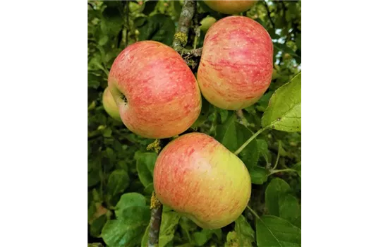 Apfel 'Dülmener Rosenapfel'