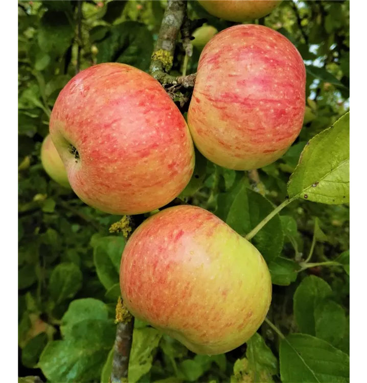 Malus domestica 'Dülmener Rosenapfel'