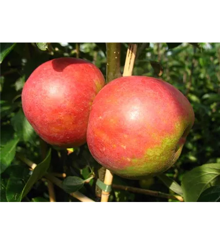 Apfel 'Roter Boskoop'