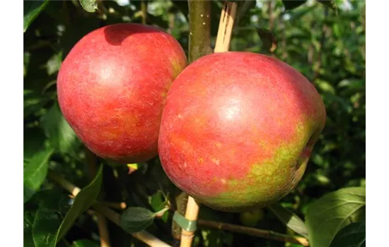 Apfel 'Roter Boskoop'