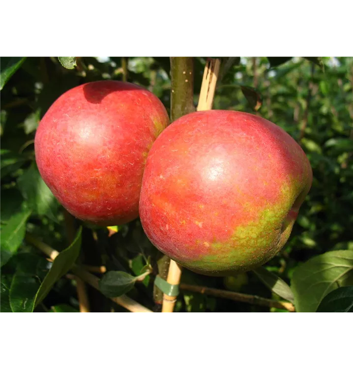 Malus domestica 'Roter Boskoop'