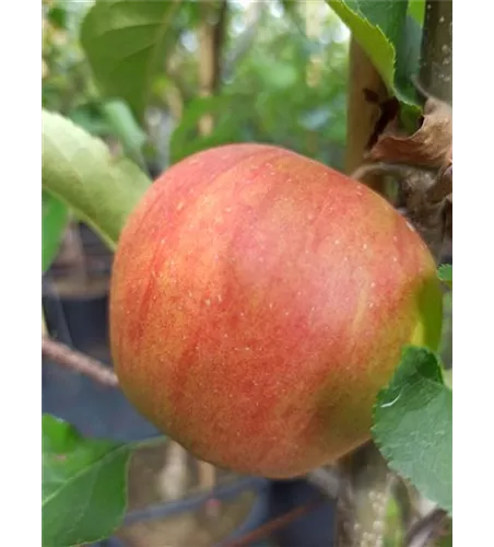 Apfel 'Rubinette Rosso'®