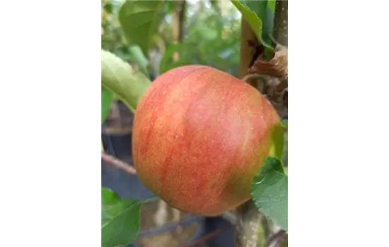 Apfel 'Rubinette Rosso'®